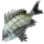 Black Porgy