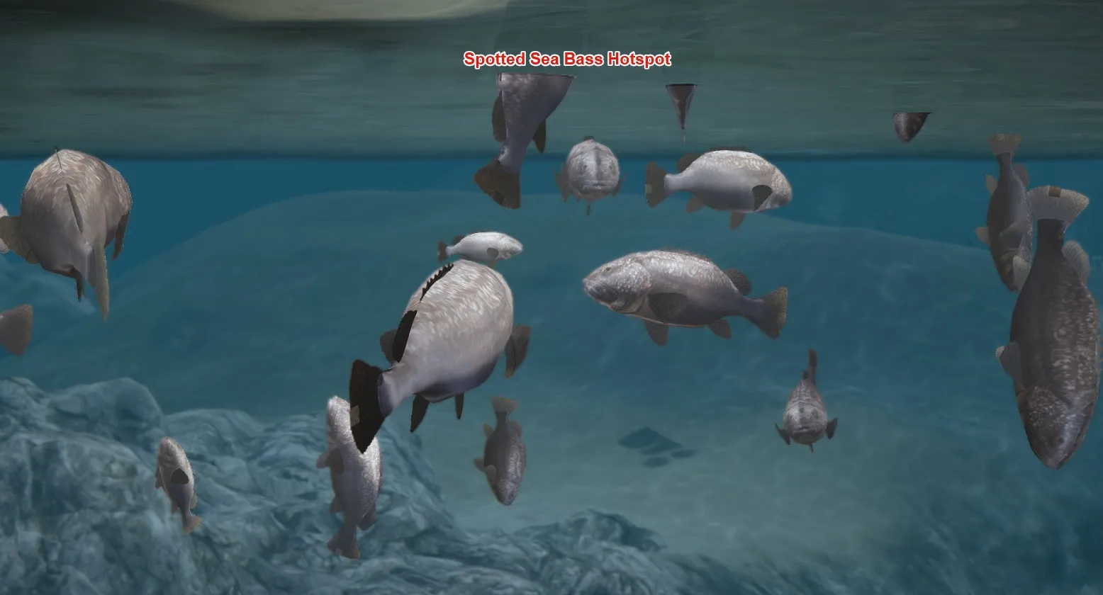 Spotted Sea Bass